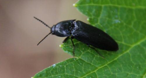 Réf. 293 231 : Ampedus sp.