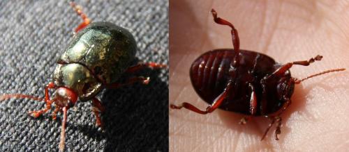 Réf. 293 551 : Chrysolina bankii
