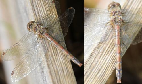 Sympetrum striolatum