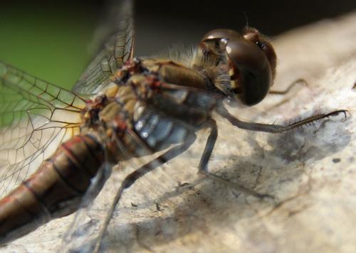 Sympetrum striolatum