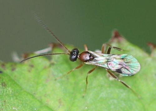 Réf. 293 957 : Phygadeuontinae inconnu