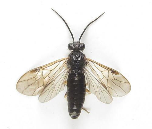 Priophorus compressicornis
