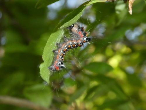 Réf. 293 212 : Acronicta tridens