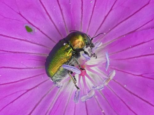 Cryptocephalus sp.