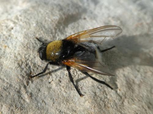 Réf. 293 782 : Mesembrina mystacea