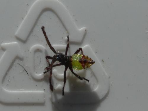 Gonocerus acuteangulatus