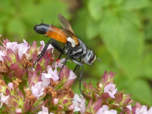 Réf. 293 900 : Cylindromyia sp.