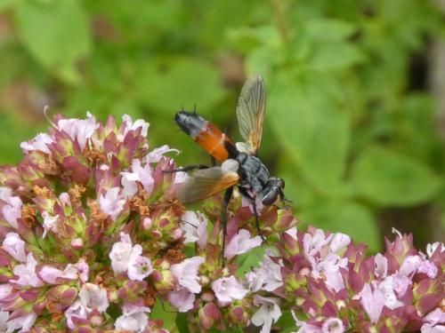 Cylindromyia sp.