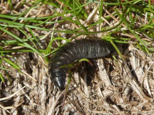 Silpha sp.