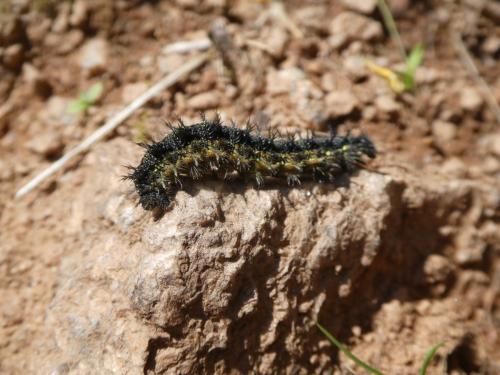 Réf. 293 950 : Aglais urticae