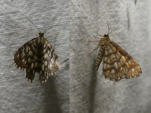 Chiasmia clathrata