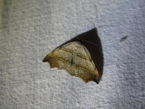 Réf. 293 993 : Laspeyria flexula