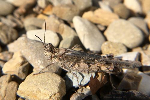 Réf. 293 558 : Acrotylus patruelis