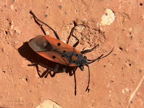 Lygaeus creticus