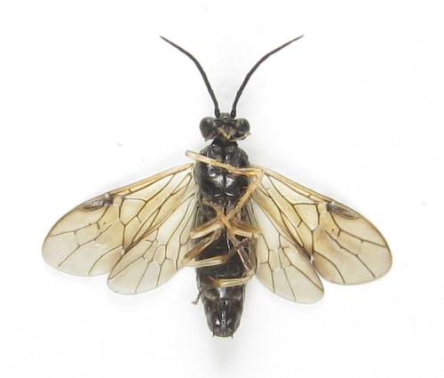 Priophorus compressicornis