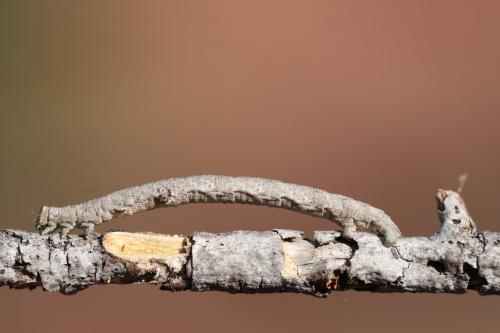 Peribatodes sp.