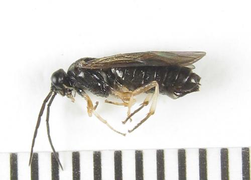 Priophorus compressicornis
