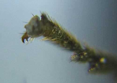 Priophorus compressicornis