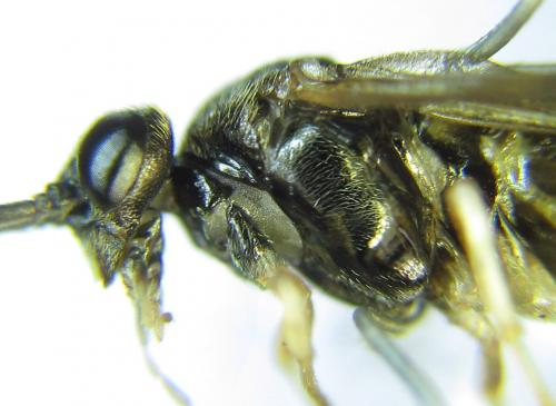 Priophorus compressicornis