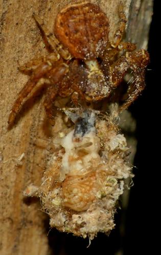 Chrysotropia ciliata