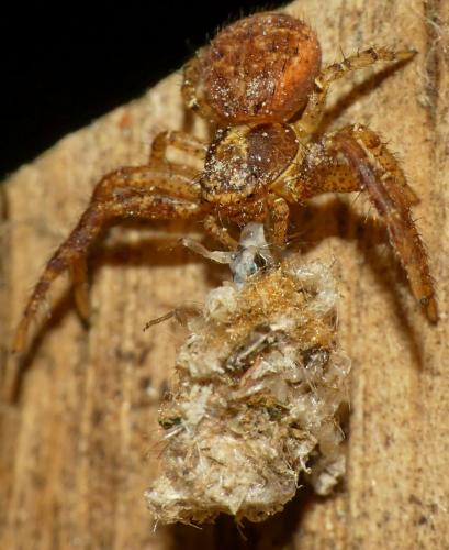 Réf. 293 948 : Chrysotropia ciliata