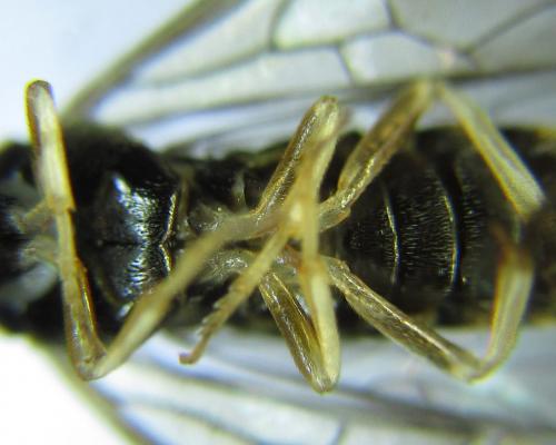 Priophorus compressicornis