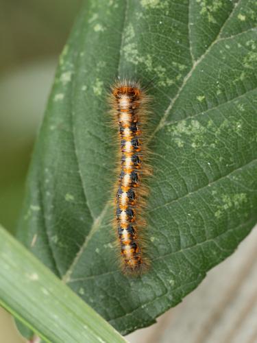 Réf. 293 914 : Lasiocampa quercus