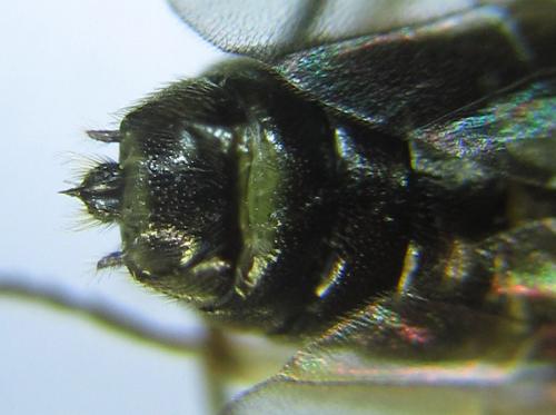 Priophorus compressicornis