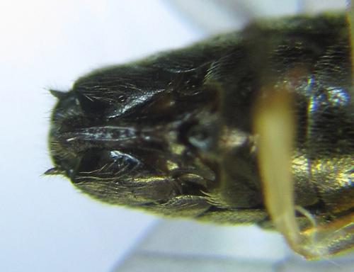Priophorus compressicornis