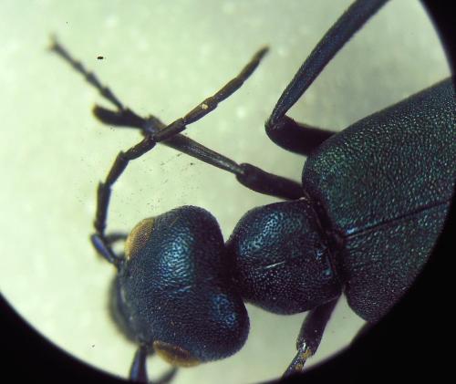 Réf. 293 375 : Cyaneolytta resplendens