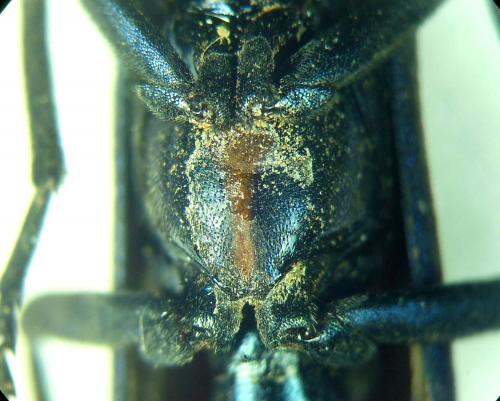 Cyaneolytta signifrons