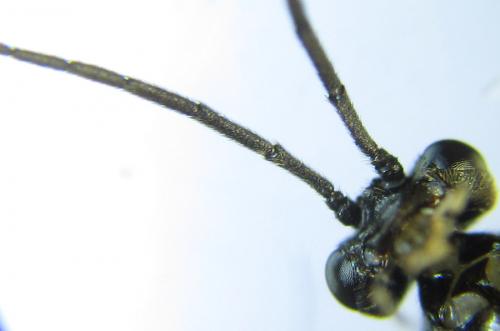 Priophorus compressicornis