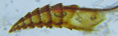 Priophorus compressicornis