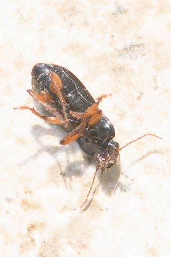 Harpalus sp.