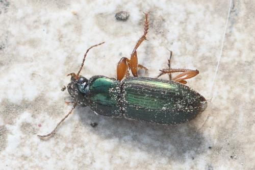 Harpalus sp.