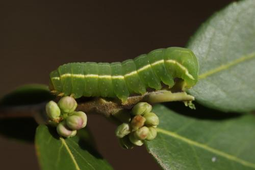 Réf. 293 235 : Amphipyra effusa