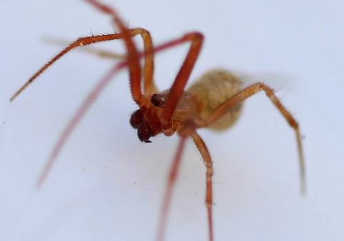 Parasteatoda sp.