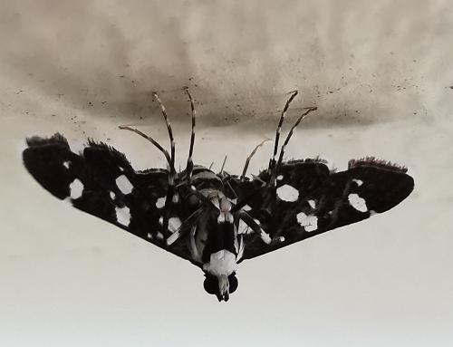 Bocchoris inspersalis