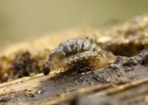 Epicypta sp.