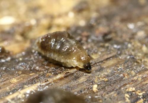 Réf. 293 737 : Epicypta sp.
