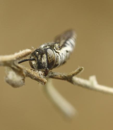 Réf. 293 734 : Coelioxys afra