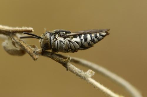 Réf. 293 733 : Coelioxys afra
