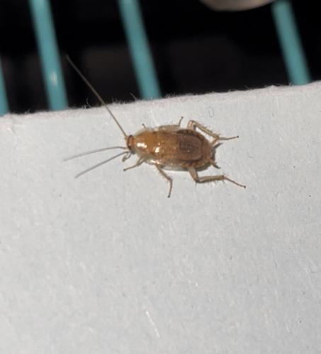 Ectobius sp.