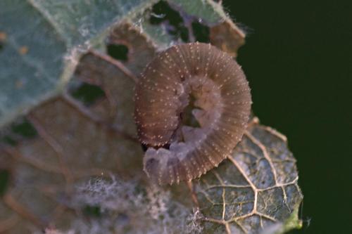 Allantus togatus