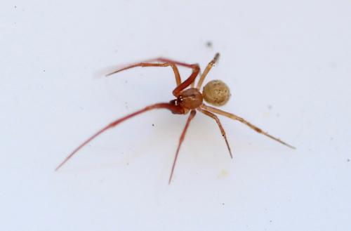Parasteatoda sp.