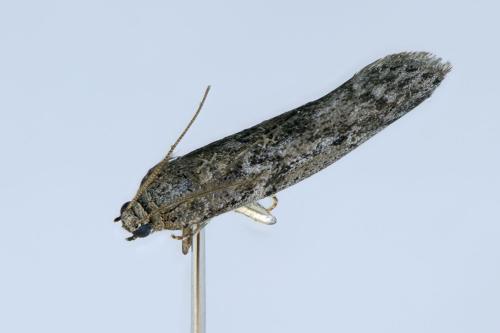 Ephestia kuehniella