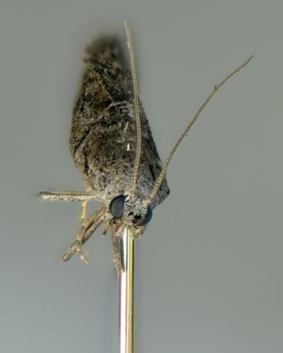 Ephestia kuehniella