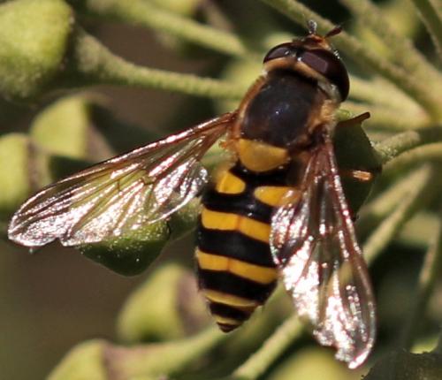 Syrphus sp.