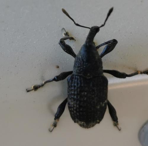 Réf. 293 167 : Aclees taiwanensis