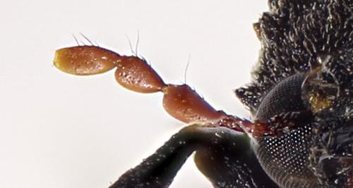 Dysides obscursus